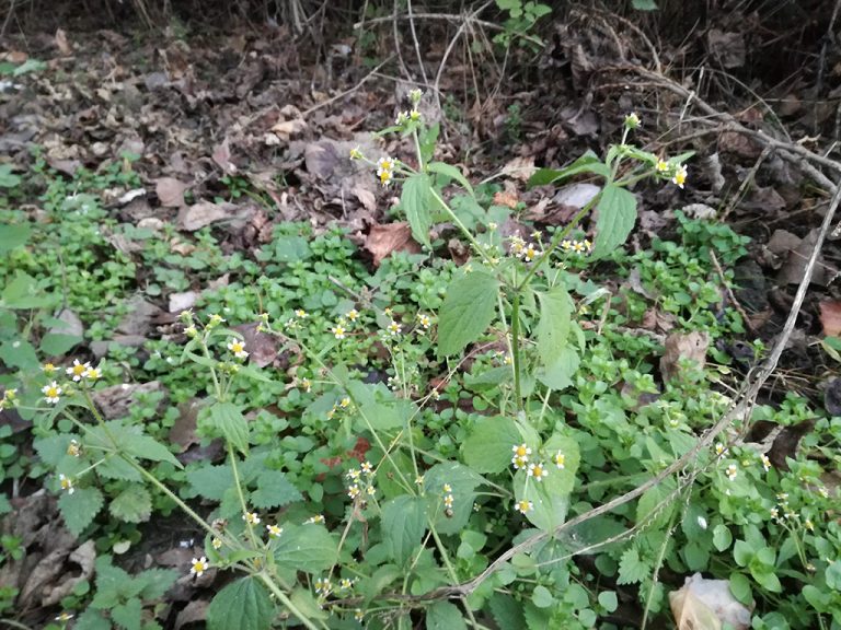 Read more about the article A Tisza hullámterének, mint ökológiai folyosónak szerepe a borzas gombvirág (Galinsoga quadriradiata Ruiz et Pav.) Dél-Alföldi terjedésében