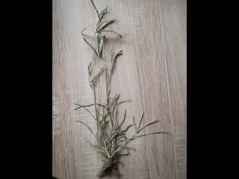 Read more about the article Kiegészítő adatok az aszályfű (Eleusine indica [L.] Gärtn.) hazai elterjedéséhez